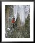 A Man Climbs A Cascade Of Ice In Durango, Colorado by John Burcham Limited Edition Print