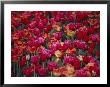 Tulips Bloom In The Hotel Gardens by Stephen St. John Limited Edition Pricing Art Print