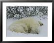 A Polar Bear And Her Cub Sleep In The Snow by Maria Stenzel Limited Edition Print