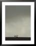 An Ostrich Stands On The Distant Horizon by Jason Edwards Limited Edition Print