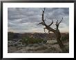 Scenic View Of Canyonlands With Mesas And A Knarled Tree by Stephen Alvarez Limited Edition Print