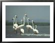 A Group Of Greater Flamingos by Klaus Nigge Limited Edition Print
