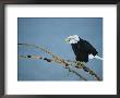 An American Bald Eagle Perches On A Tree Branch In The Snow by Klaus Nigge Limited Edition Pricing Art Print