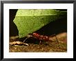 Close-Up Of Leaf Cutting Ant (Atta Sexdens) Carrying Leaf by Roy Toft Limited Edition Print