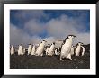 Chinstrap Penguins March Across The Black Sand Beach On Deception Island, Bailey Head, Antarctica by Hugh Rose Limited Edition Print