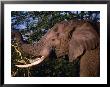Elephant (Loxodonta Africana) Bull Eating Acacia, Mana Pools Nat. Park, Mashonaland West, Zimbabwe by Mitch Reardon Limited Edition Print