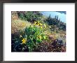 Arrowleaf Balsamroot In The Mccall Nature Preserve, Oregon, Usa by William Sutton Limited Edition Print