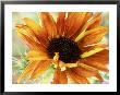 Sunflower by Mark Bolton Limited Edition Print