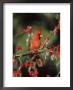 Northern Cardinal, Male, Illinois by Daybreak Imagery Limited Edition Print