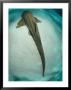 Leopard Shark, Resting, New Caledonia by Tobias Bernhard Limited Edition Print