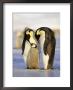 Emperor Penguins, Family, Antarctica by David Tipling Limited Edition Pricing Art Print