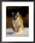 Mountain Lion, Winter, Usa by Daniel Cox Limited Edition Pricing Art Print