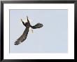 Bald Eagle Dive For Prey, Homer, Alaska, Usa by Arthur Morris Limited Edition Pricing Art Print