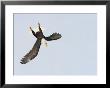 Bald Eagle Dive For Prey, Homer, Alaska, Usa by Arthur Morris Limited Edition Print