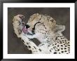 Detail Of Adult Cheetah Licking Blood Off Paw, Masai Mara, Kenya by Arthur Morris Limited Edition Pricing Art Print