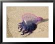 Portuguese Man O' War Jellyfish, Turneffe Caye, Belize by Stuart Westmoreland Limited Edition Print