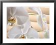 White Orchids Iii by Nicole Katano Limited Edition Print