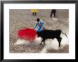 Young Bullfighter Performing In Bullring During Festival Of The Holy Cross, Yanque, Arequipa, Peru by Jeffrey Becom Limited Edition Print