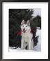 Siberian Husky On Lead Carrying A Bag, Usa by Lynn M. Stone Limited Edition Print