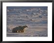 Polar Bear Cubs (Ursus Maritimus), Churchill, Hudson Bay, Manitoba, Canada by Thorsten Milse Limited Edition Print