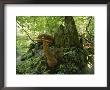 Close View Of Mushrooms Growing On A Tree Stump by James P. Blair Limited Edition Print