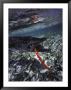 Barracuda, Tube Lure by Timothy O'keefe Limited Edition Pricing Art Print