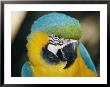 A Close-Up Of The Head Of A Macaw by Stephen St. John Limited Edition Print