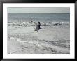 A Sanderling, With Wings Spread, Is Frozen In Flight Over The Foamy Atlantic Surf by Joseph H. Bailey Limited Edition Print