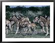 Group Of Zebras, Etosha National Park, Namibia by Peter Ptschelinzew Limited Edition Print