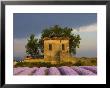 Field Of Lavender And Abandoned Structure Near The Village Of Sault, Provence, France by Jim Zuckerman Limited Edition Print