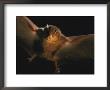 A Leaf-Nosed Bat Illuminated By A Cameras Flash by Joel Sartore Limited Edition Pricing Art Print