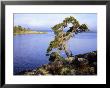 Pine Tree, The Lake District, Finland by Heikki Nikki Limited Edition Print