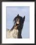 Blue Roan Wild Stallion Yawning, Pryor Mountains, Montana, Usa by Carol Walker Limited Edition Print