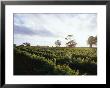 Twilight Clouds Over Vineyards In Coonawarra, Wine Country by Jason Edwards Limited Edition Print
