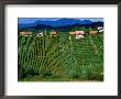 Vineyards In Zagorte Region, Croatia by Wayne Walton Limited Edition Print