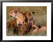 Lioness With Five Cubs On Dead Wildebeest, Masai Mara National Reserve, Rift Valley, Kenya by Mitch Reardon Limited Edition Pricing Art Print