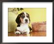 Beagle Puppy by Alan And Sandy Carey Limited Edition Pricing Art Print