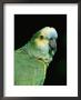Blue Fronted Amazon Parrot by Lynn M. Stone Limited Edition Pricing Art Print