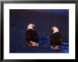 Bald Eagles, Haliaeetus Leucocephalus, Ak by Robert Franz Limited Edition Print