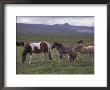 Horses Of Dartmoor, Devon, England by Nik Wheeler Limited Edition Print