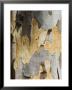 Eucalyptus Tree Bark, Greece, Europe by Robert Harding Limited Edition Pricing Art Print