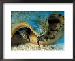 Eyes Of Queen Conch, Caribbean (Strombus Gigas) by Jurgen Freund Limited Edition Print