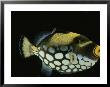 Big-Spotted Triggerfish, Balistoides Conspicillum by Philippe Poulet Limited Edition Print