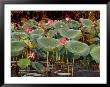 Plants And Flowers Along Yellow River, Kakadu National Park, Australia by John Banagan Limited Edition Print