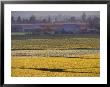 Daffodil Fields, Skagit Valley, Washington, Usa by William Sutton Limited Edition Print