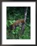Amur Leopard In Forest, Panthera Pardus Orientalis by Robert Franz Limited Edition Print