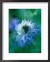 Nigella Damascena (Love-In-A-Mist), Close-Up Of Blue Annual Flower by Lynn Keddie Limited Edition Print