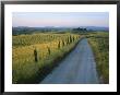 Sunset View Of A Gravel Road Winding Through The Tuscan Countryside by Taylor S. Kennedy Limited Edition Print
