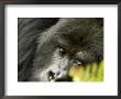 Mountain Gorilla, Close-Up Of Face Looking Through Fern, Africa by Roy Toft Limited Edition Print