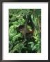 Spider Monkey, Ateles Species, Young Monkey In Tree Pacific Coast, Costa Rica by Brian Kenney Limited Edition Print